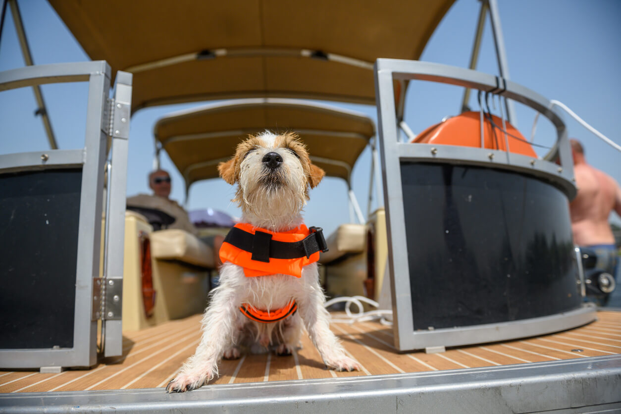 Taking a pet on a boat: tips